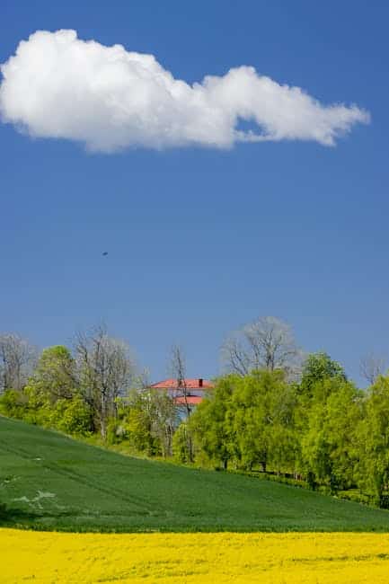 My Cat’s CL 2025 Predictions (via IPTV)